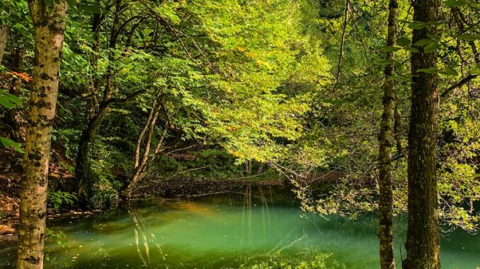 uploaded-image-orman-yanginlari-ve-kontrolu-1697197822080